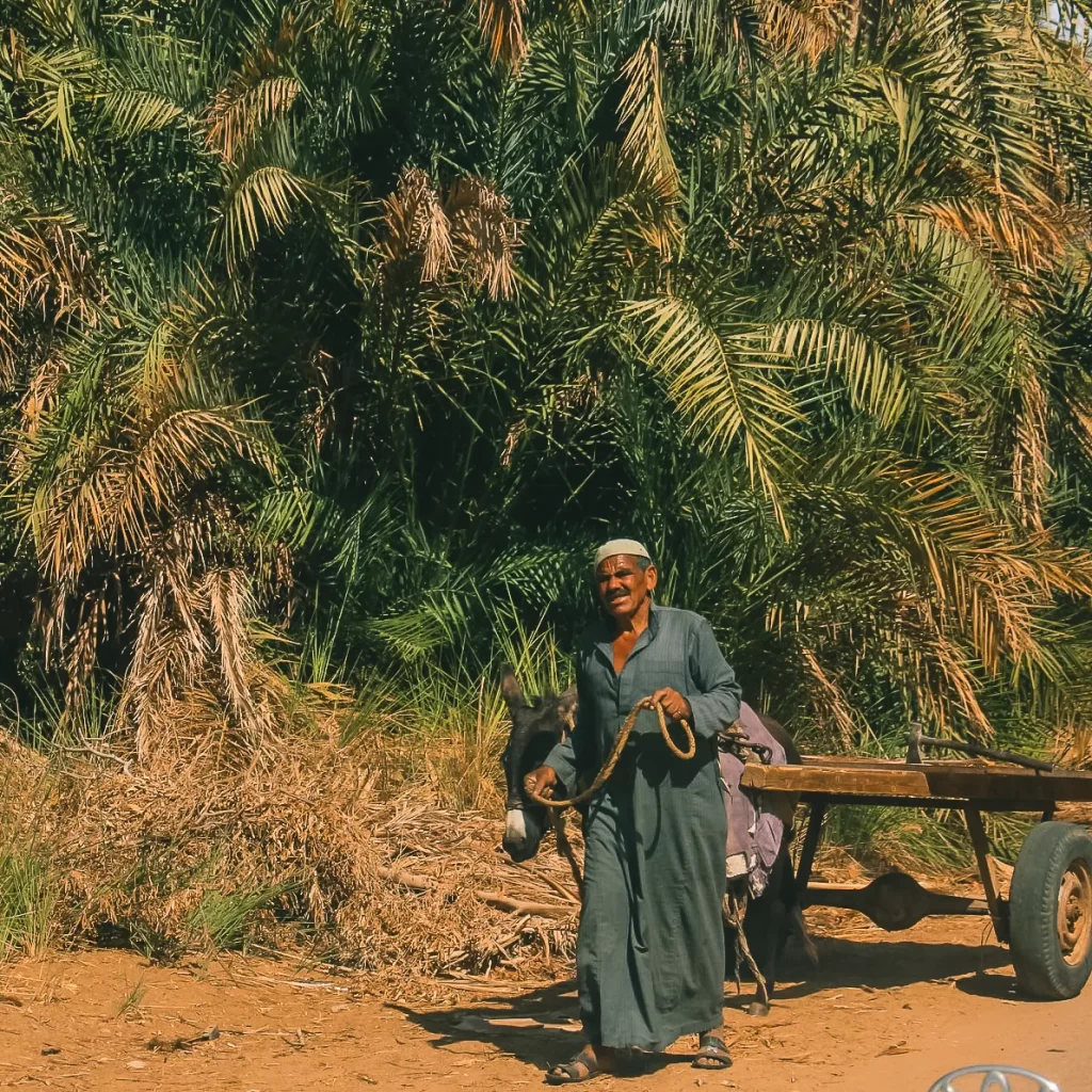 Village Life  in Bahariya oasis