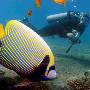 People enjoying both snorkeling and diving in the same pristine marine environment during a water tour