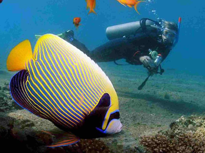  People enjoying both snorkeling and diving in the same pristine marine environment during a water tour 