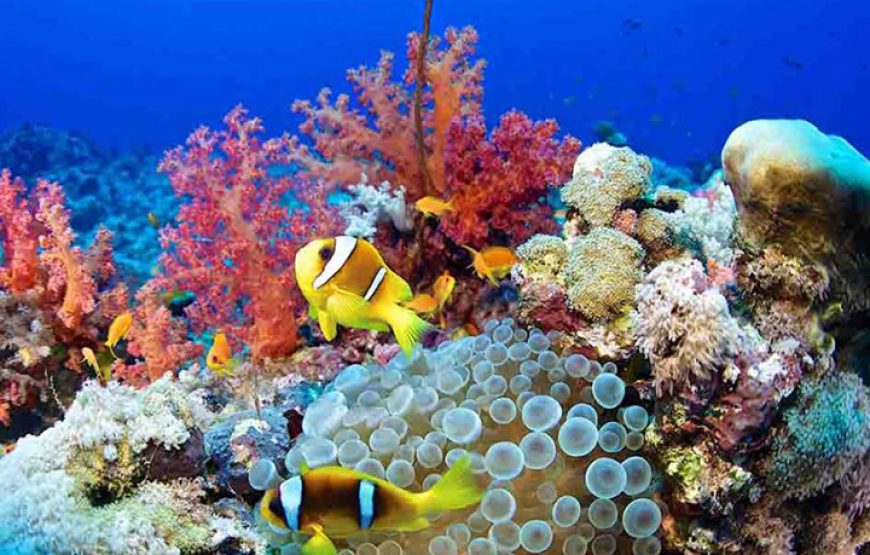 Ras Mohamed snorkeling tour by boat