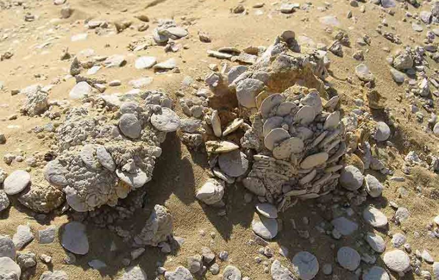 Viaje a El Fayoum Wadi El Hitan desde El Cairo 02 Días